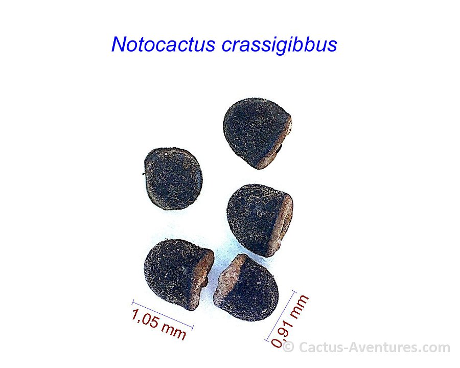 Notocactus crassigibbus